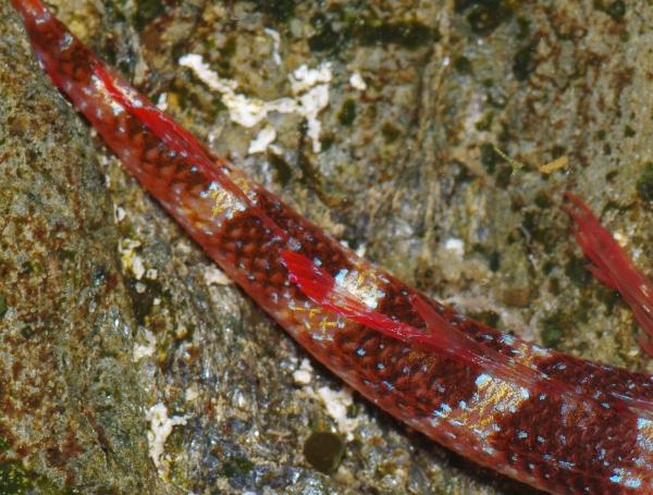 Pesce, Mare Egeo, 06.2011 (Tripterygion tripteronotus)